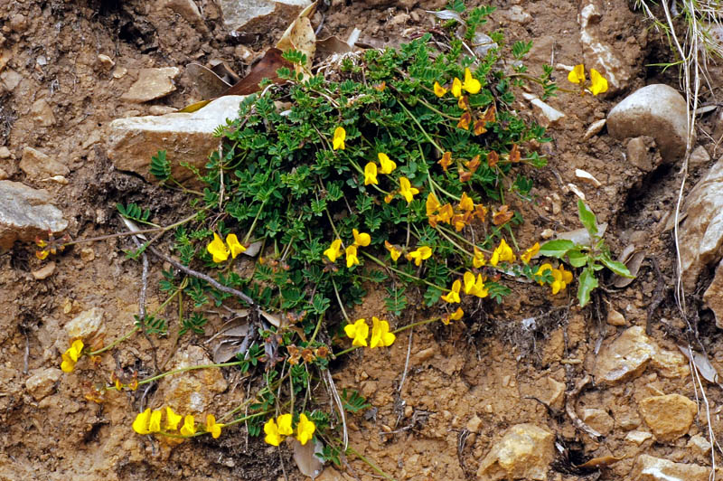 Hippocrepis comosa